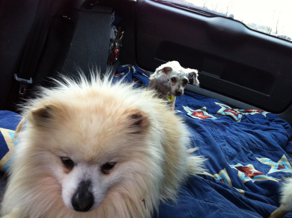 Hope’s Dog Taxi Service