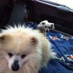 Hope’s Dog Taxi Service