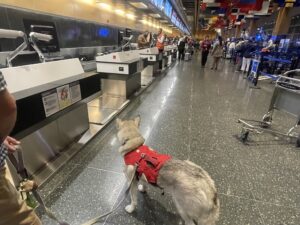 Lumi the husky at Logan Airport