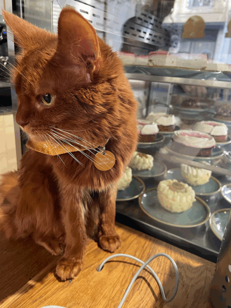an orange cat sits at the front counter of a cafe