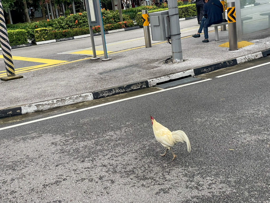 A chicken crossing the road