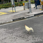 A chicken crossing the road