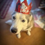 A husky dog wearing a colorful paper crown sits on a wooden floor, looking curiously at the camera. The background shows a cozy indoor setting with scattered items.