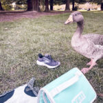 An angry looking goose stands on the grass next to a sneaker and a light blue cooler bag. The background features trees and a park setting.