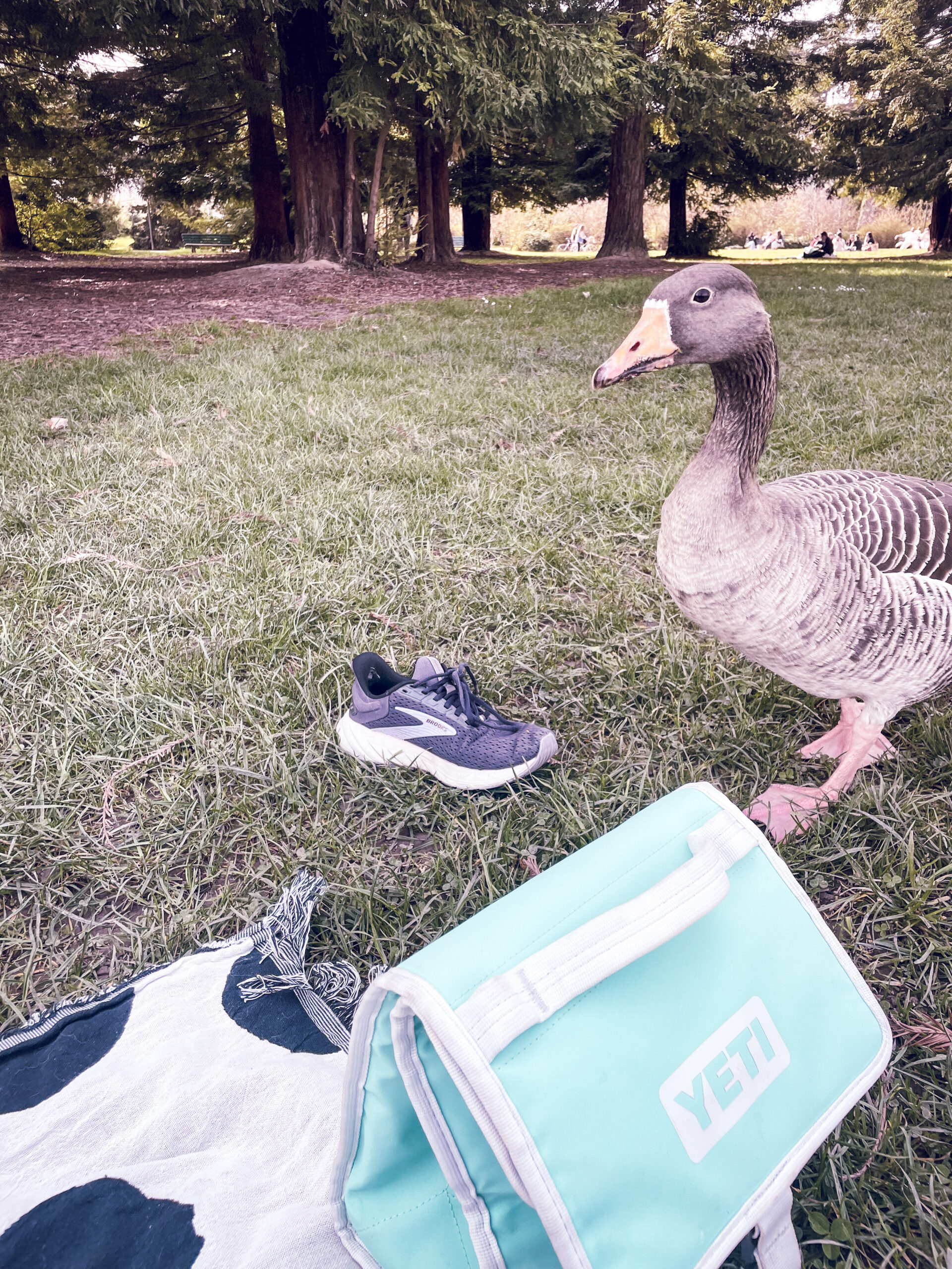 An angry looking goose stands on the grass next to a sneaker and a light blue cooler bag. The background features trees and a park setting.