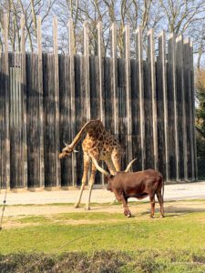 A giraffe stretches its neck near an Ankole-Watusi in a grassy area with a wooden backdrop.