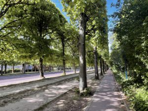 A tree-lined pathway at Parc de Sceaux, with a clear blue sky overhead and sunlight filtering through the leaves. The path is bordered by grass and offers a peaceful atmosphere away from the city.