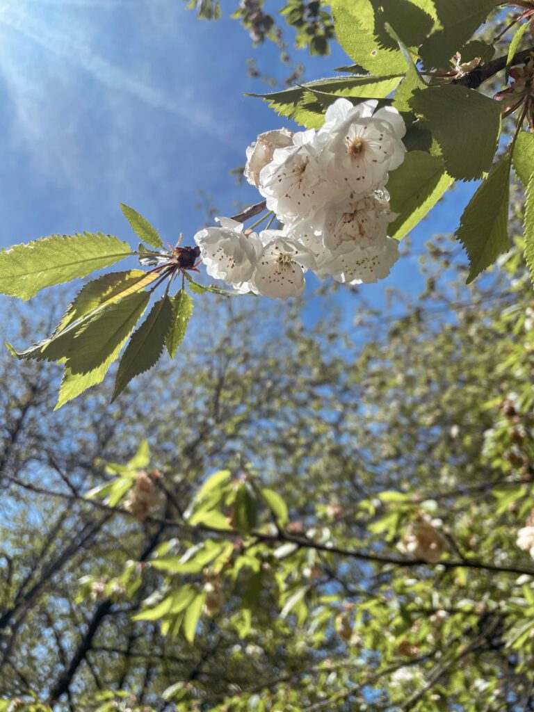 Delicate white flowers bloom on a branch against a bright blue sky, surrounded by green leaves. The scene captures the beauty of springtime.