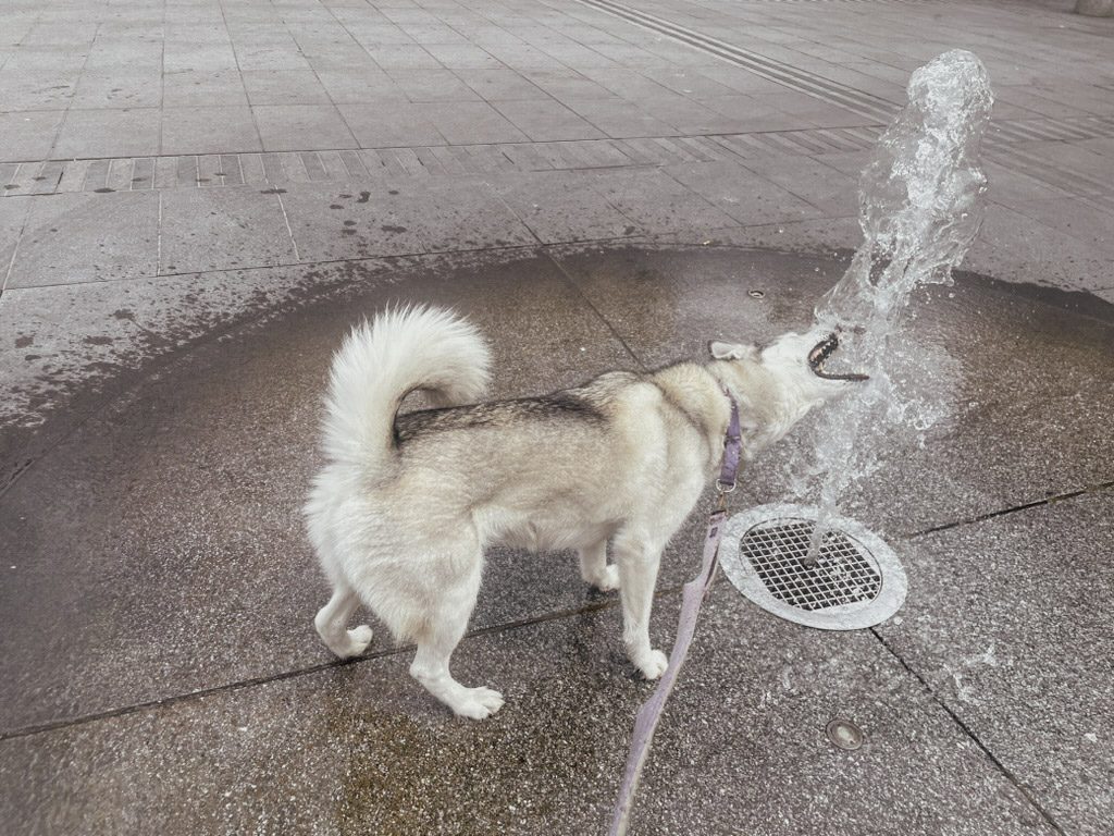 A husky stands near a water fountain, playfully trying to catch the water as it splashes up. The ground is wet, indicating recent use of the fountain.