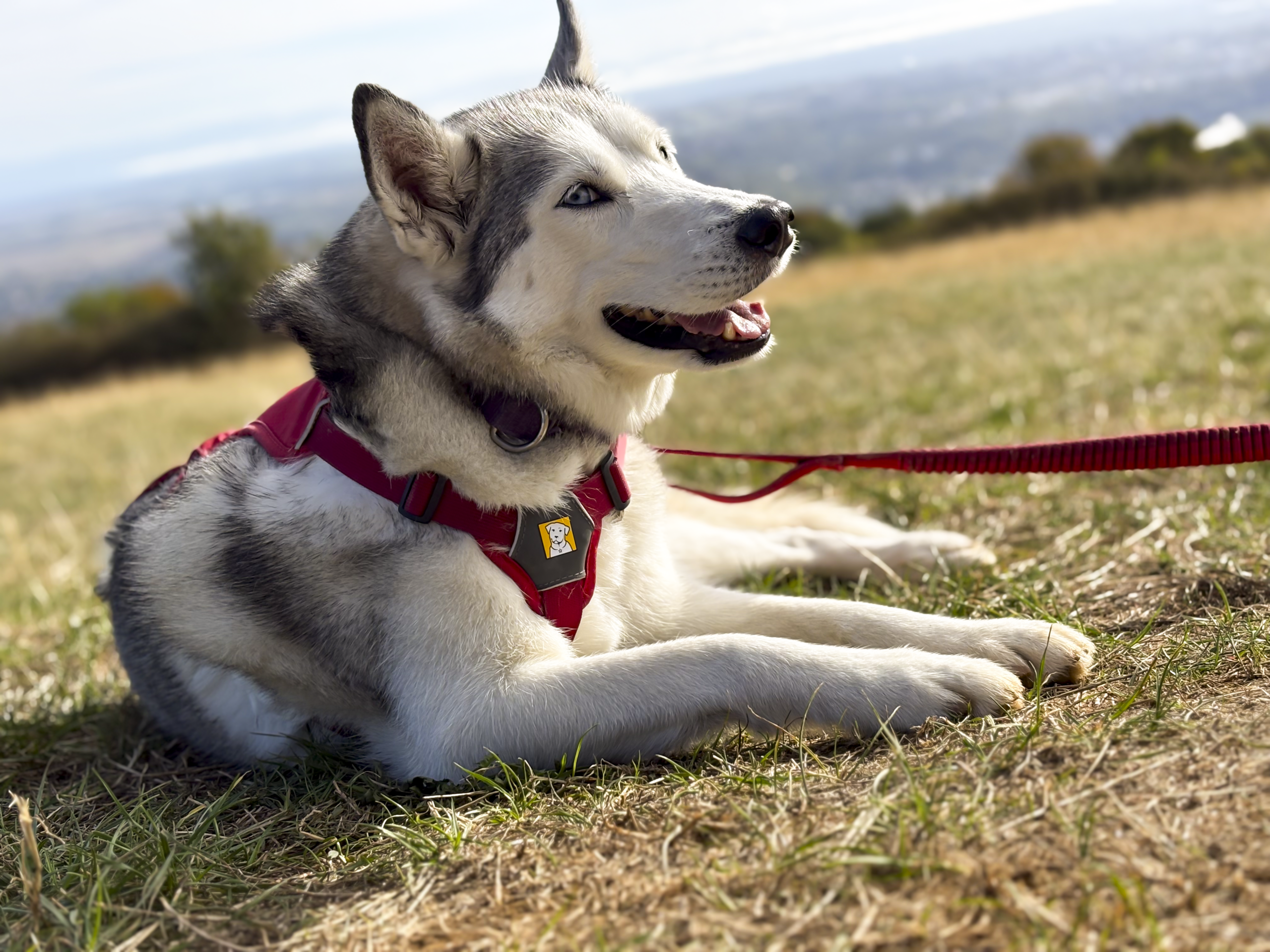 A happy, gray and white husky lies on the grass, wearing a red harness and leash, with a scenic view in the background.